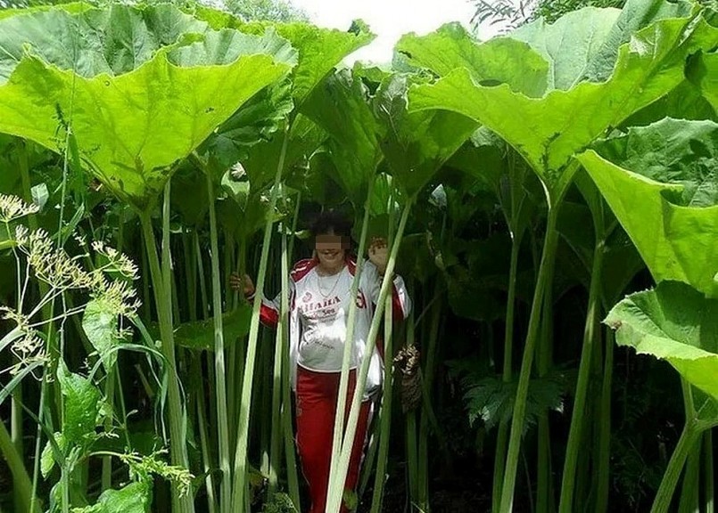 Thực vật thân thảo cao gấp 5 lần thông thường.