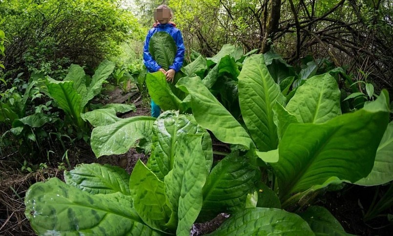 Những cây rau khổng lồ che kín cả thân người.