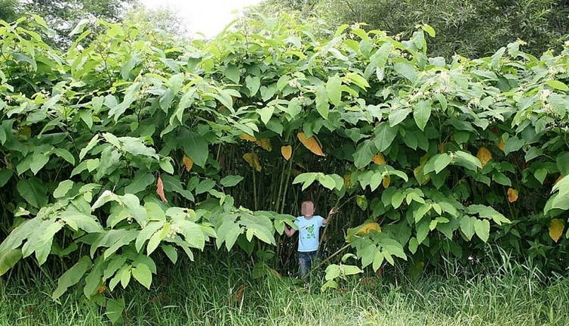 Đứng giữa thảm thực vật khổng lồ con người như được thu nhỏ.