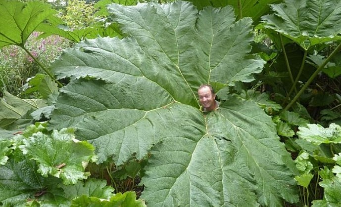 Du khách thích thú tạo dáng độc lạ với chiếc lá khổng lồ.