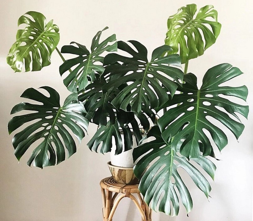 Cây trầu bà xẻ lá được trồng khá phổ biến làm cây cảnh.