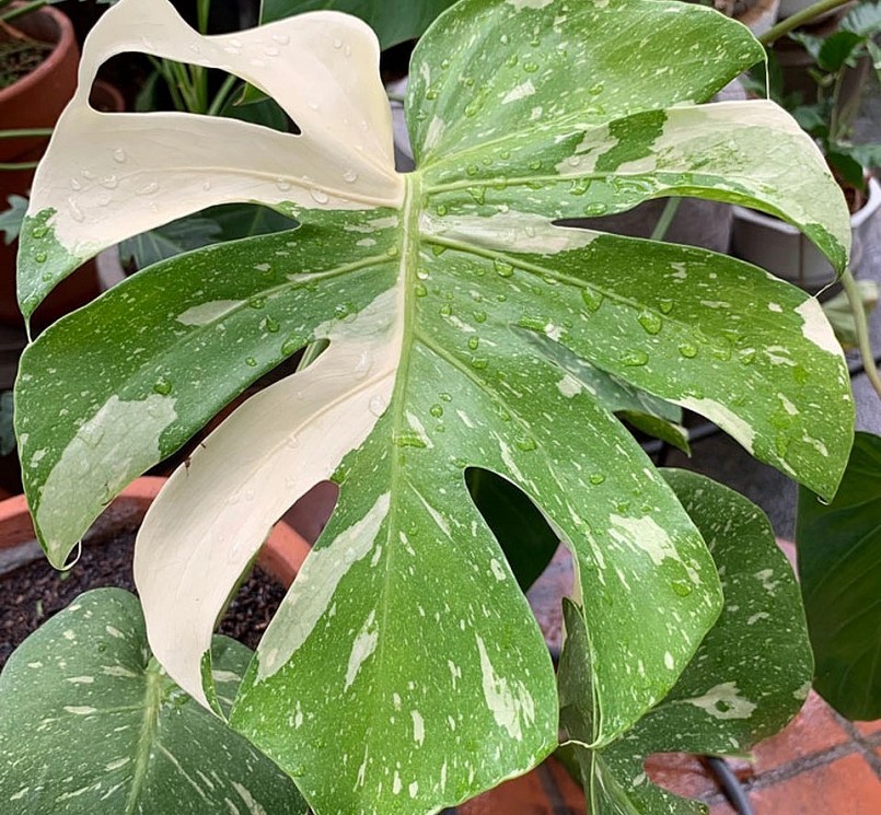 Cận cảnh chiếc lá của cây trầu bà đột biến.