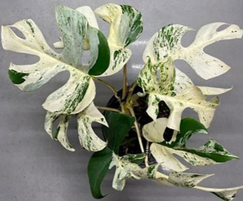 Cơn sốt sưu tầm trầu bà xẻ lá Nam Mỹ đột biến, 