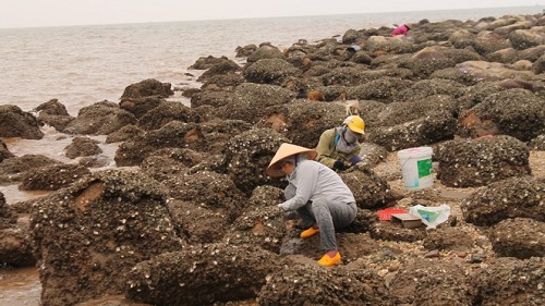 Loài được mệnh danh “đệ nhất ăn bám” ở biển ai nhìn cũng khiếp sợ, hoá ra là đặc sản cực kỳ ngon và bổ dưỡng