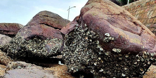 Độc lạ giống bí “sợi mì”, trồng bao nhiêu cũng không đủ bán