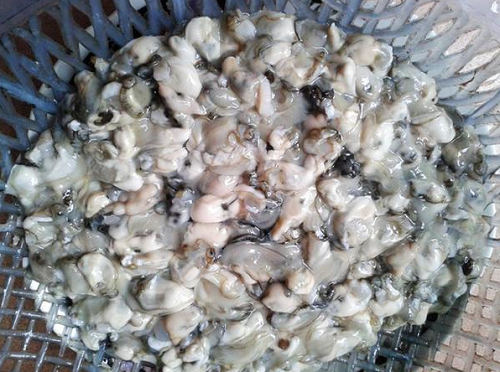 Độc lạ giống bí “sợi mì”, trồng bao nhiêu cũng không đủ bán