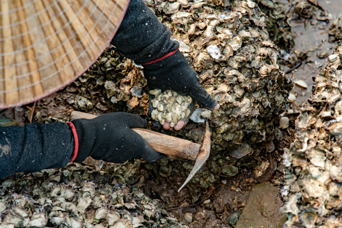 Độc lạ giống bí “sợi mì”, trồng bao nhiêu cũng không đủ bán