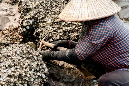 Độc lạ giống bí “sợi mì”, trồng bao nhiêu cũng không đủ bán