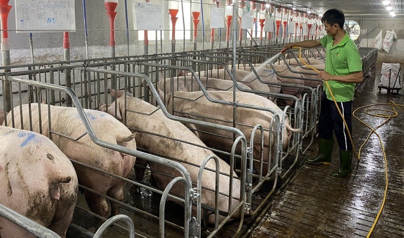 Giá heo hơi hôm nay (07/6) quay đầu giảm nhẹ ở một số địa phương, hiện giá dao động trong khoảng 56.000 đến 60.000 đồng/kg.