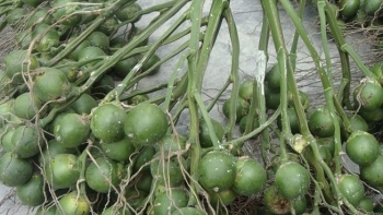 2 loại quả ở Việt Nam xin đâu cũng được, sang nước ngoài “lên đời” thành món ăn hạng sang có giá tiền triệu