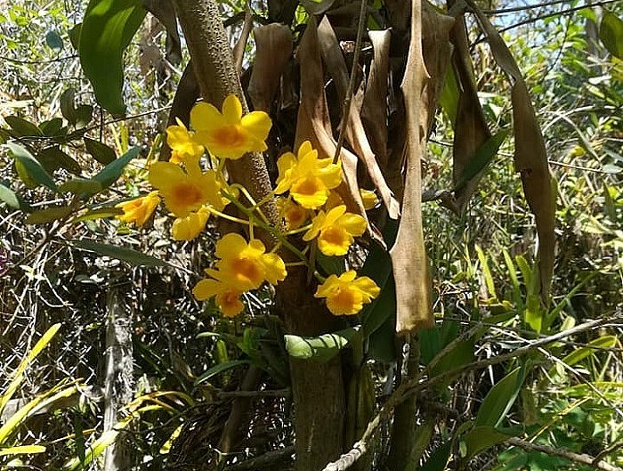 ông chuyển lan từ vườn nhà vào cấy lên những cây rừng 