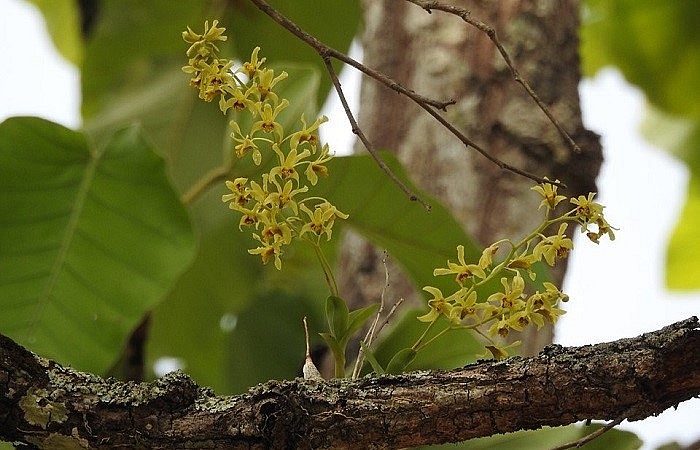 Những nhánh lan rừng khoe sắc trong môi trường tự nhiên.
