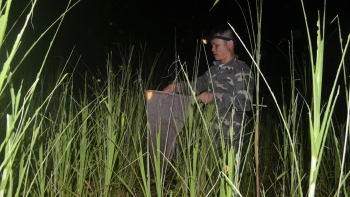 Dịch châu chấu ở Nghệ An, huy động cả máy bay không người lái, người dân đi bắt cả đêm làm món đặc sản