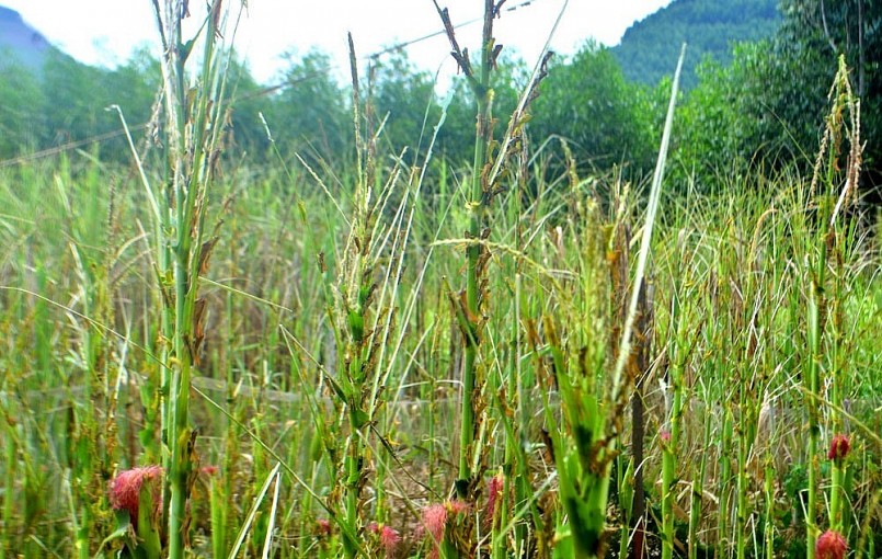 Nơi nào đàn châu chấu tràn qua, cây cỏ hoa màu đều bị tàn phá nặng nề.