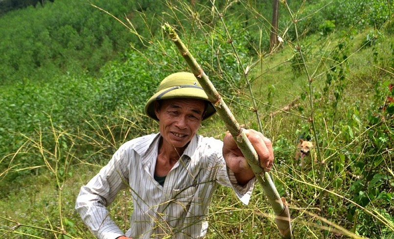 Những cây mét còn trơ mỗi thân khi đàn châu chấu tràn qua.