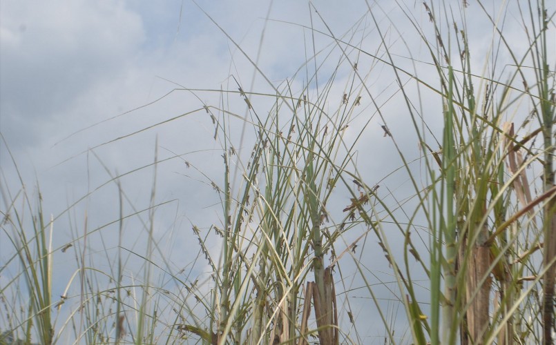 Trước các biện pháp tiêu diệt, đàn châu chấu đang có dấu hiệu di cư ra các vùng lân cận.