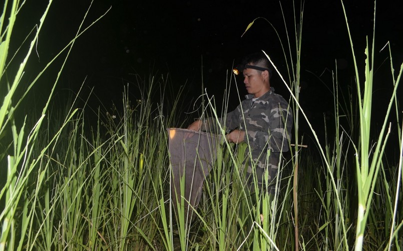 Nhập nhoạng tối, người dân xã Nghĩa Bình đã đội đèn ra các vườn cỏ sữa, ngô tìm diệt châu chấu.