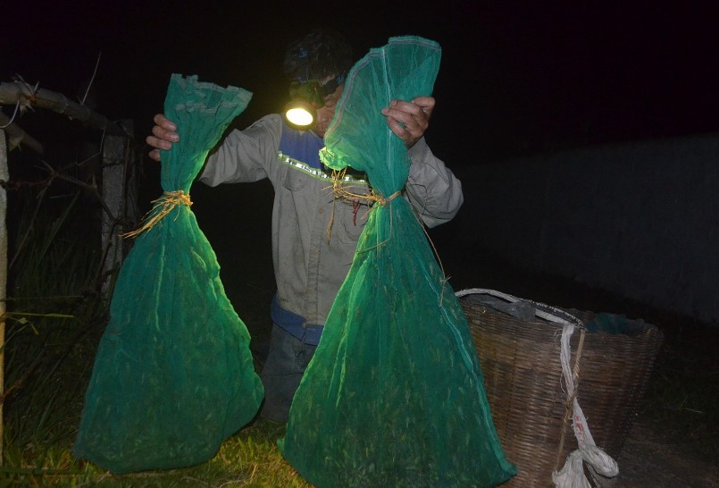 Trung bình mỗi đêm, người dân bắt được hàng chục kg châu chấu góp phần ngăn chặn chúng phát triển, di cư ra các vùng lân cận khác.