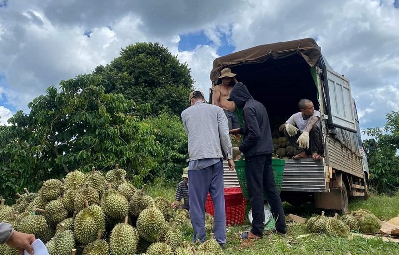 9.000 hecta sầu riêng của Đắk Lắk sẽ được thu hoạch từ tháng 8 tới, đa số chưa được cấp mã số vùng trồng.
