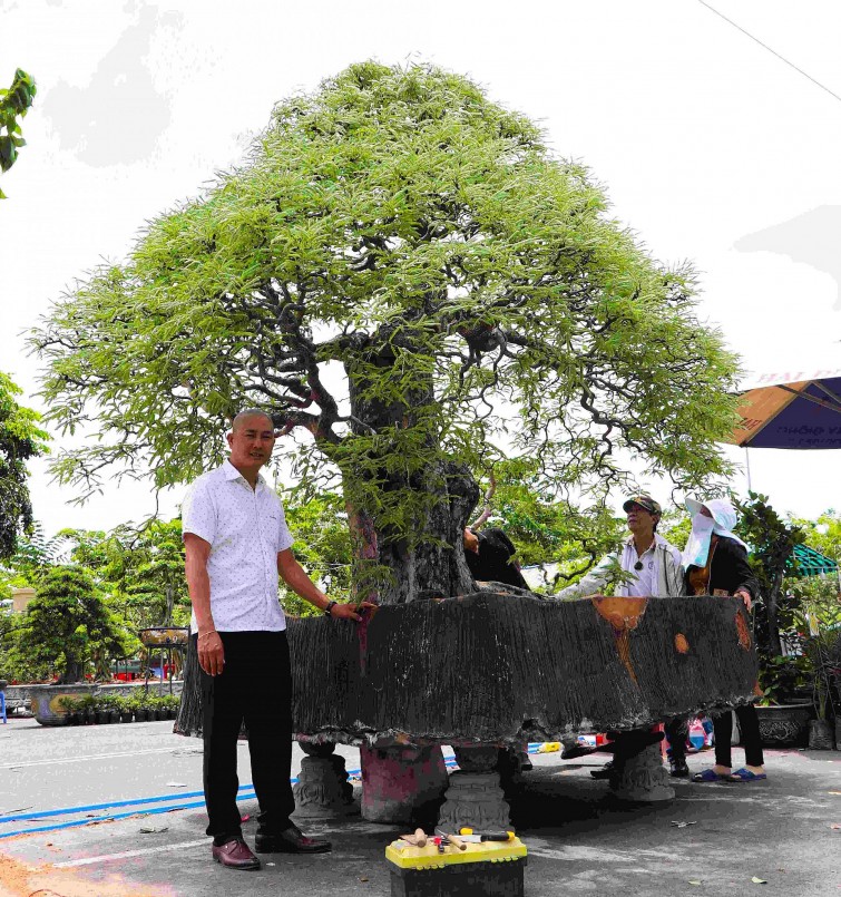 Ông Nguyễn Thanh Trang, Phó Giám đốc Công ty Tài năng Việt bên gốc me khoảng 100 năm tuổi, trị giá gần 1 tỷ đồng.