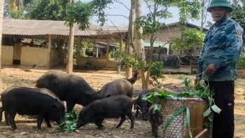 Cũng là nuôi heo nhưng vì sao nhiều hộ dân ở đây nhiều năm nay thu lãi đều đặn, nuôi không kịp bán?