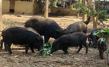 Heo rừng lai tận dụng nguồn thức ăn tự nhiên và có chất lượng thịt ngon nên thị trường ưa chuộng. Heo rừng lai tận dụng nguồn thức ăn tự nhiên và có chất lượng thịt ngon nên thị trường ưa chuộng.