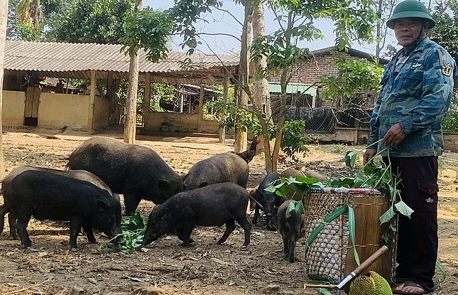 Mô hình nuôi heo rừng lai của gia đình ông Đinh Văn Nhan tại xã Bok Tới, huyện Hoài Ân (tỉnh Bình Định). Mô hình nuôi heo rừng lai của gia đình ông Đinh Văn Nhan tại xã Bok Tới, huyện Hoài Ân (tỉnh Bình Định).