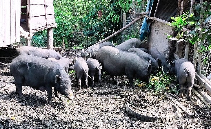 Cùng với heo rừng lai, huyện Hoài Ân cũng khuyến khích người dân phát triển đàn heo đen bản địa. Cùng với heo rừng lai, huyện Hoài Ân cũng khuyến khích người dân phát triển đàn heo đen bản địa.