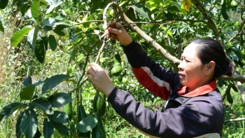 Nổi tiếng như bơ 'chân dài' đặc sản Đắk Nông vì sao nông dân thu hoạch chỉ thở dài?