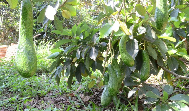 Giống bơ chân dài 034 được trồng nhiều ở các tỉnh Tây Nguyên.