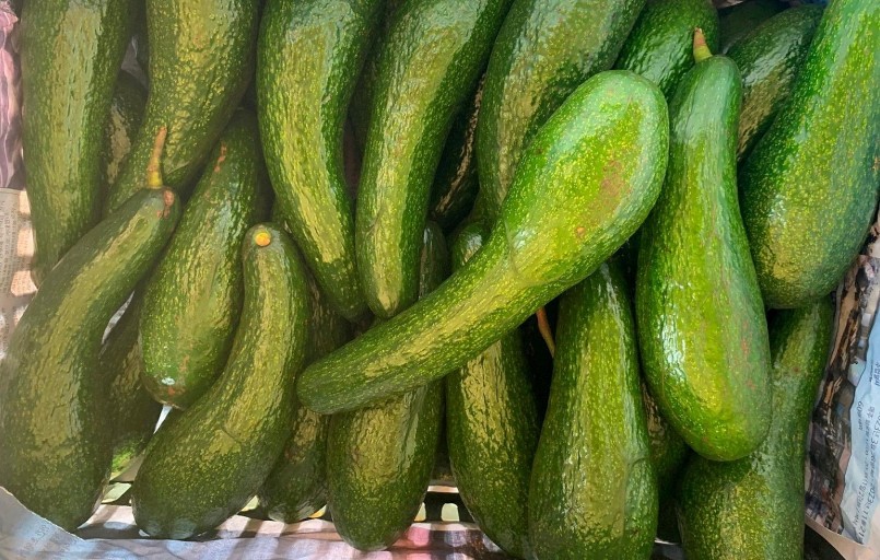 Giá bơ 034 giảm sâu chỉ còn vài chục nghìn đồng/kg và tiêu thụ chậm.