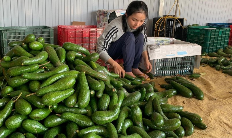 Trái bơ chân dài đặc sản của Đăk Nông hiện chỉ tiêu thụ tươi chua có doanh nghiệp chế biến nên giá cả bấp bênh.