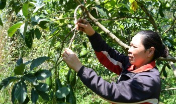 Nổi tiếng như bơ 