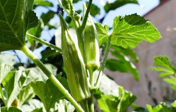 Loại quả được ví như “nhân sâm xanh” tưởng khó trồng nhưng thực ra rất dễ