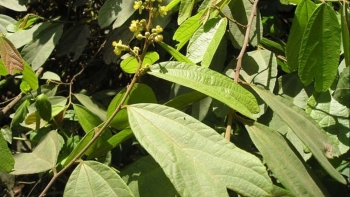 Tác dụng hữu ích của cây cò ke