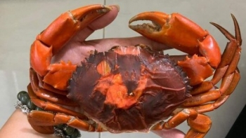 Loại cua ngon nhất Việt Nam, ăn cua ăn luôn cả vỏ, giá 950.000 đồng/kg vẫn được săn lùng