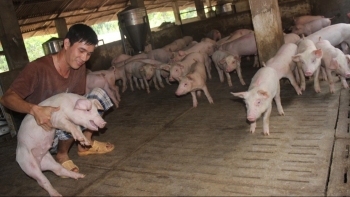 Giá heo hơi hôm nay 08/6: Tăng nhẹ không đáng kể, khó khăn khiến hộ nuôi heo cần chuyển hướng để tồn tại