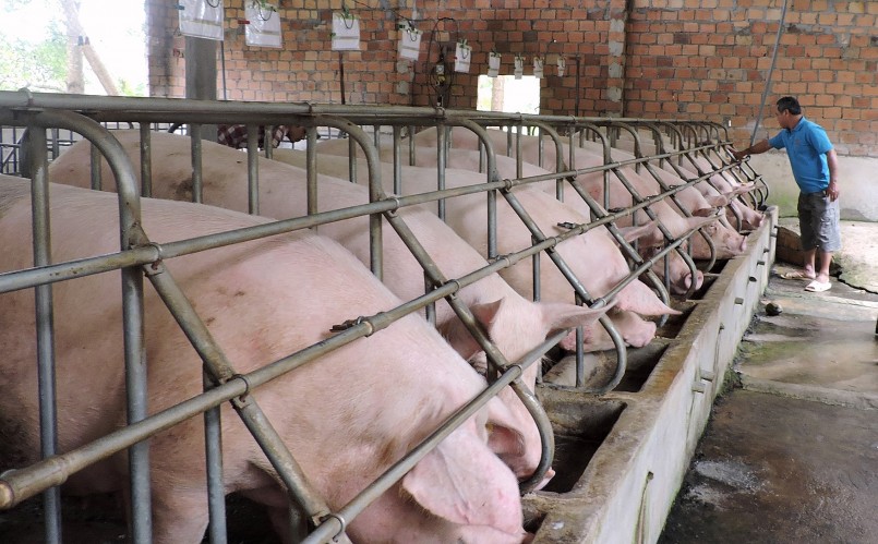 Giá heo hơi hôm nay (08/6) biến động thất thường khiến người chăn nuôi nhỏ lẻ gặp nhiều khó khăn. Giá heo hơi hôm nay (08/6) biến động thất thường khiến người chăn nuôi nhỏ lẻ gặp nhiều khó khăn.