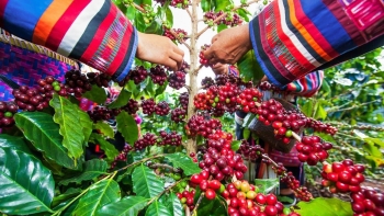 Giá nông sản hôm nay 08/6: Cà phê tăng bứt phá lập đỉnh mới, hồ tiêu tiếp tục giảm sát đáy 70.000 đồng/kg