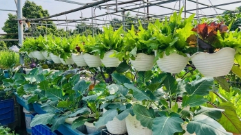 Trồng rau dưới đất khó chăm quyết kéo đất lên sân thượng suốt 10 năm cây trái xum xuê