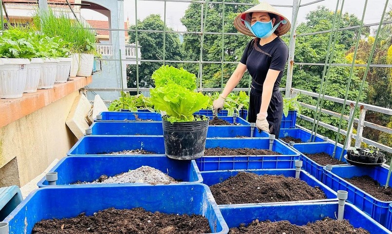 Giá thể được trộn theo công thức 40% đất phù sa, 60% hữu cơ từ nguồn ủ rác nhà bếp, tro bếp đun dở, vỏ lạc, xơ dừa.