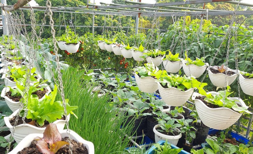 Chị Kim Oanh làm thêm giàn treo để trồng các loại cây leo giàn, đồng thời tận dụng khoảng không bằng cách làm các chậu móc trồng rau trên cao.