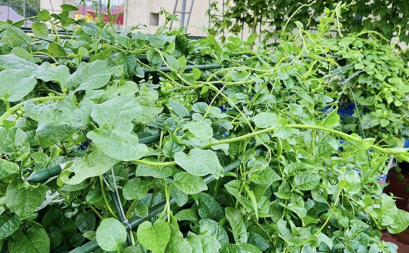 Trên vườn hè nào cũng có rau mồng tơi. Cứ giữa vụ chị lại cho leo giàn để cành lá phát triển.