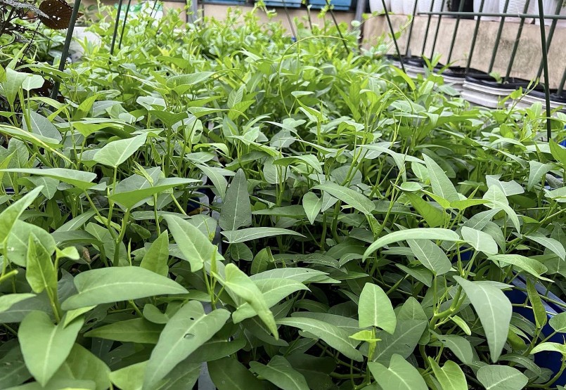 Để rau muống quang hợp và phát triển nhanh, chị thường chọn ngọn tốt nhất, hái sát tận gốc, giữ lại ngọn đang phát triển. 