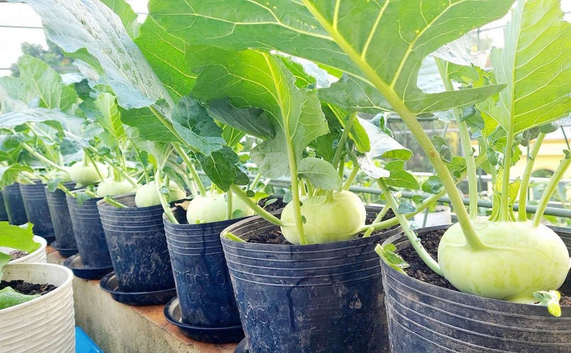 Trên vườn chị trồng hàng chục chậu su hào Hàn Quốc. 