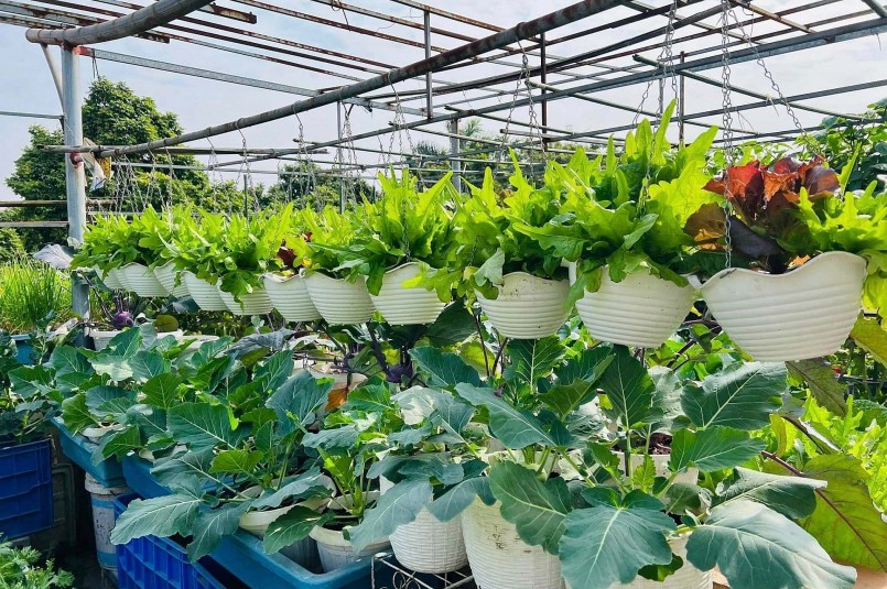 Sau 10 năm trồng rau sân thượng, chị Kim Oanh cho rằng bí quyết hàng đầu để vườn xanh tốt là đất trồng tơi xốp để cây phát triển, phải hiểu đặc tính từng cây để bón phân theo từng giai đoạn. 