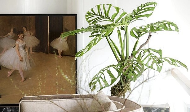 Với anh, cây cảnh là đam mê là lối sống xanh...