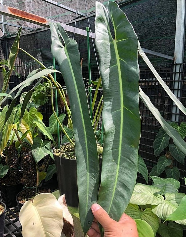 Từ những lá cây khổng lồ đến tí hon đều được sưu tầm.