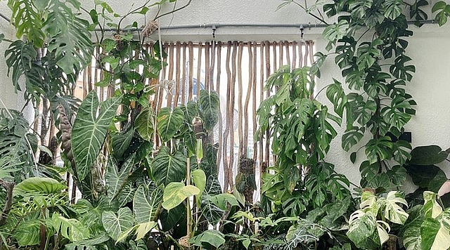 Bộ sưu tập kiểng lá và cây cảnh của Anh Tâm tới nay đã lên tới 4 tỷ đồng.