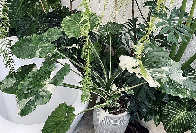 Phòng tắm cũng phủ xanh kiểng lá.